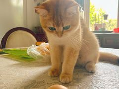 -纳吉亚猫专科动物医院·北北分院