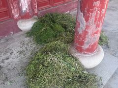 -圆陀角旅游度假区-玉龙寺