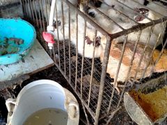 -尕胡才炕锅烤羊肉馆(八一路店)