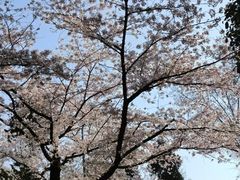 -武汉大学-樱园