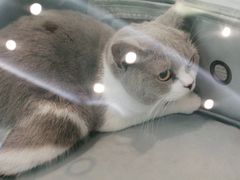 -纳吉亚猫专科动物医院·北北分院