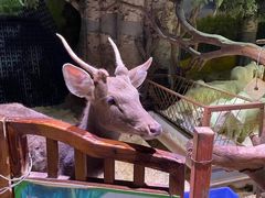 -正佳雨林生态植物园
