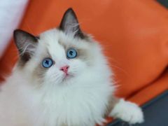 -lincat·猫舍(广州店)