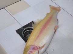 -醉美东江·三文鱼·烧鸡公