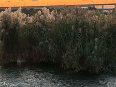 -绿堤公园