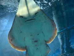 -上海海洋水族馆