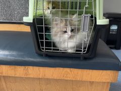 -伟伟宠物医院·瑞派猫友好医院·猫科(光谷店)