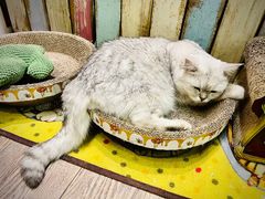 -小时光咖啡馆(开森度假森林店)