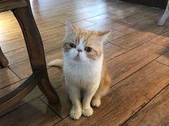 -more than meow吴止猫主题餐厅(承德 中船汇店)