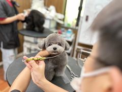 -鑫艺宠物美容培训学校