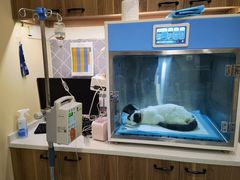 -萌兽医馆·犬猫专科·眼科中心·宠物医院(朝阳门分院)