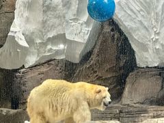 -海合安武汉极地海洋公园