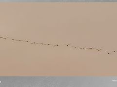 -高家烧鸽子烧烤店63年