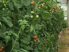 -上海多利农业发展有限公司