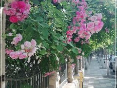 -天津五大道文化旅游区