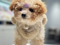 -萌宠之家·腊肠犬·马尔泰·小体犬舍