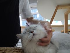 -Heymao猫咖.咖啡厅(东门店)