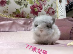 -瑞派·关忠动物医院·异宠专科·犬猫肿瘤·皮肤专科(望京店)