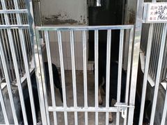 犬只-良成狗狗乐园