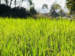 -贡湖湾湿地公园