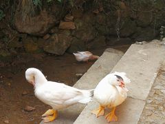 -杨家堂村