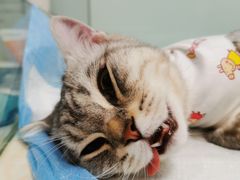 -纳吉亚猫专科动物医院博雅分院