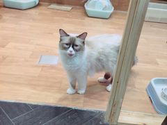 -猫色咖啡·猫咖