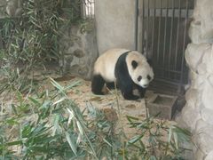 -成都大熊猫繁育研究基地