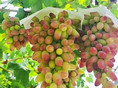 -金谷域澳洲庄园