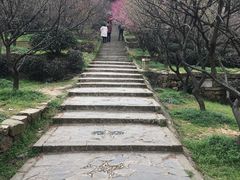 -香雪海