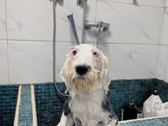 -萌兽医馆·宠物医院·猫骨科(创景店)