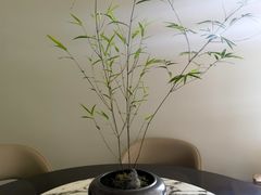 -朝来春花卉市场