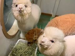 -藦茜花园宠物主题亲子互动体验馆(国顺东路店)