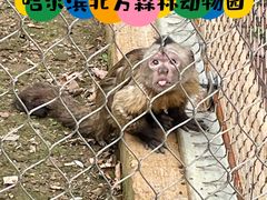 -哈尔滨北方森林动物园