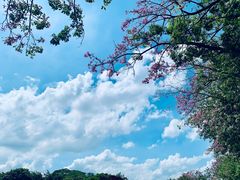 -松山湖梦幻百花洲