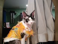 -飞行喵MR PILOT|猫舍·猫咖(静安大融城店)