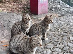 -普陀山慧济禅寺