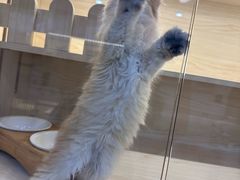 -柚子猫舍·精品猫舍购猫·猫咪认养·购宠·宠物店