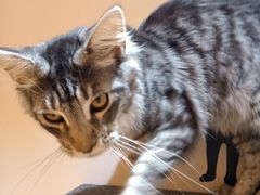 -Pets First伊珊娜洗护·精致美容·家庭式寄养(新会路店)