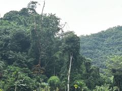 -西双版纳原始森林公园