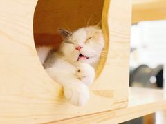 -喵匠猫主题咖啡(凯德和平广场店)