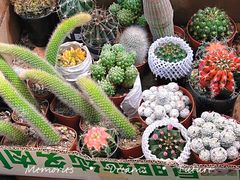 -双季花艺园艺市场(浦东店)