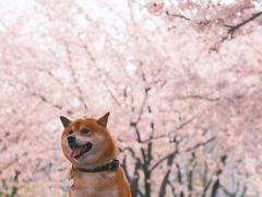 -龙美术馆(西岸馆)