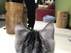 -猫亿天猫咖