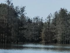-池杉湖湿地公园