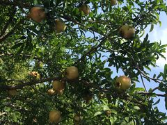 -思念果岭悦温泉