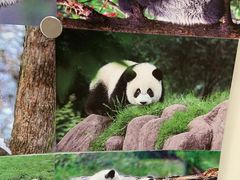 -熊猫邮局(少城店)