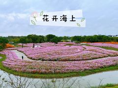 -花开海上生态园