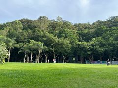 -银湖山郊野公园-相思林