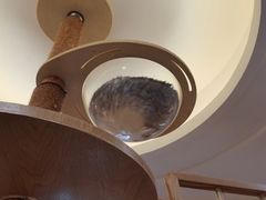 -滚猫咖啡·猫咖·猫友好撸猫(未来城店)